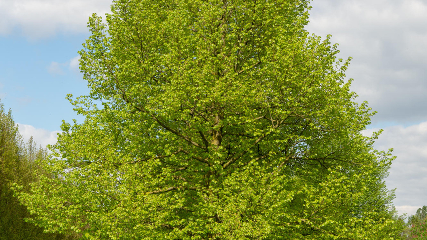Tilia cordata hochstämmig