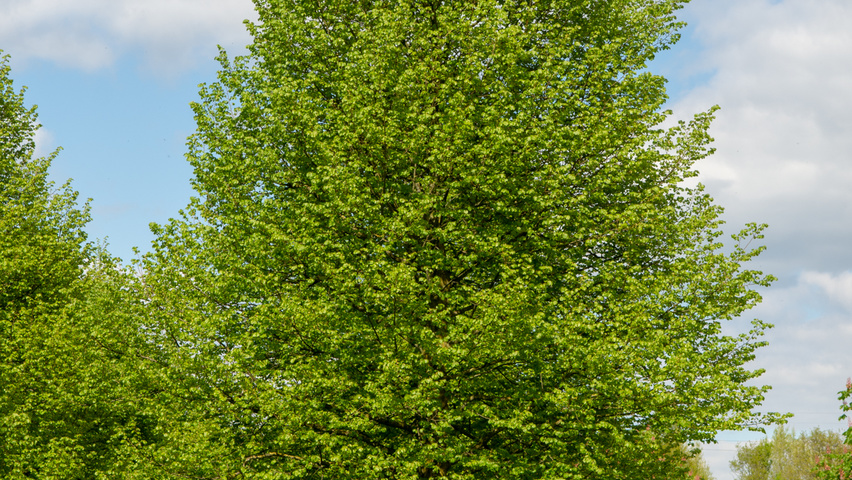 Tilia cordata hochstämmig