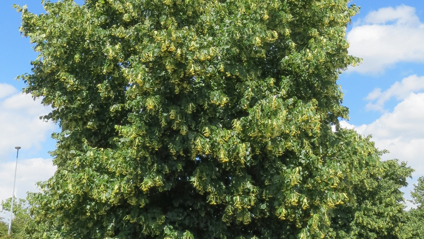 Tilia cordata hochstämmig