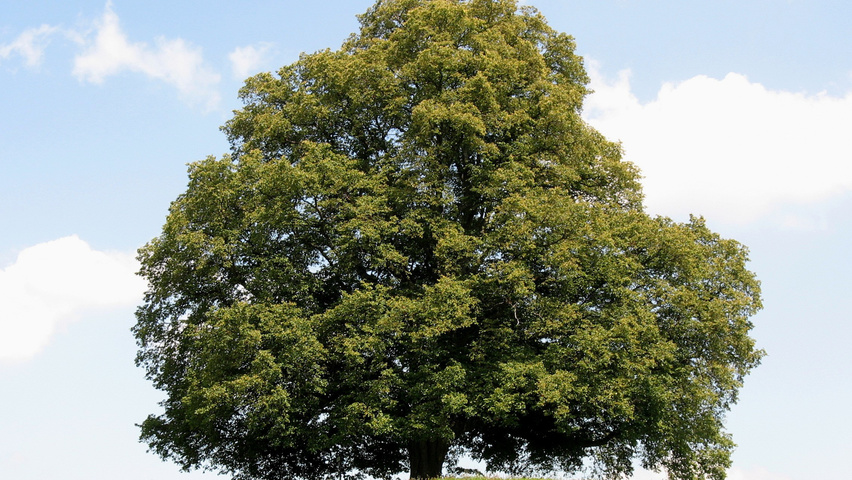 Tilia cordata hochstämmig