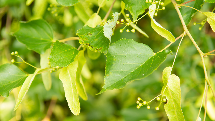 Tilia cordata Blatt