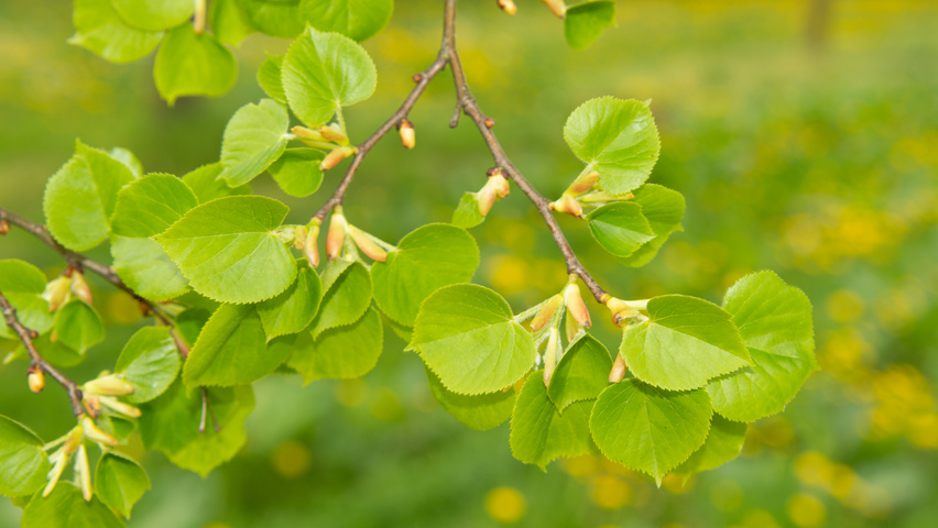 Tilia cordata Blatt