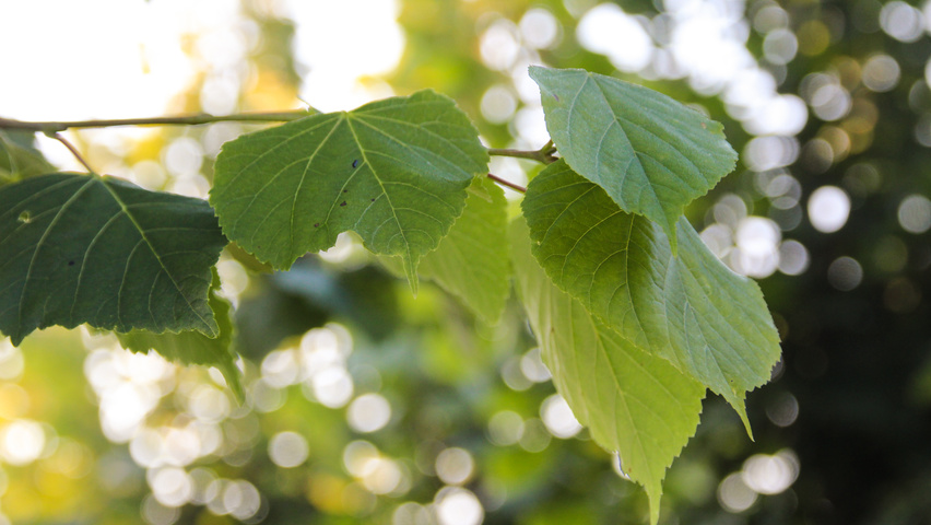 Tilia cordata Blatt