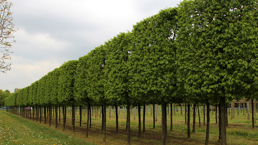 Tilia cordata 'Lima' pleached