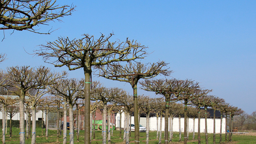 Tilia cordata 'Lima' roof-trained