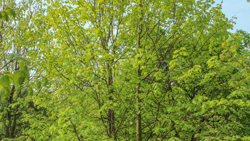 Tilia cordata mehrstämmige