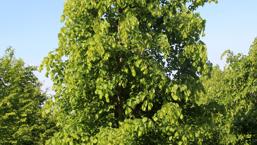 Tilia cordata mehrstämmige