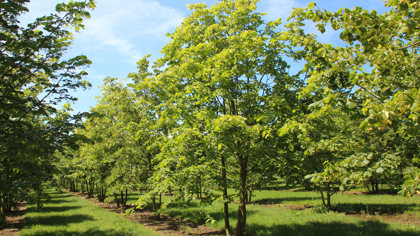 Tilia cordata mehrstämmige Schirmform