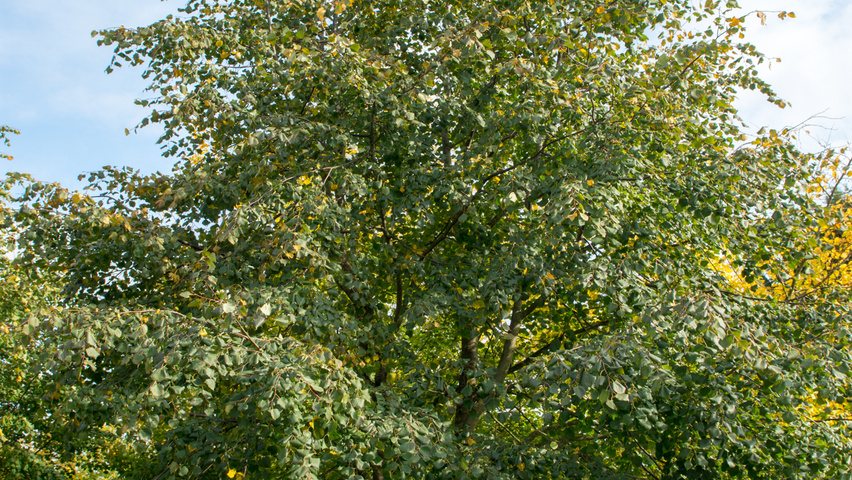Tilia cordata mehrstämmige Schirmform