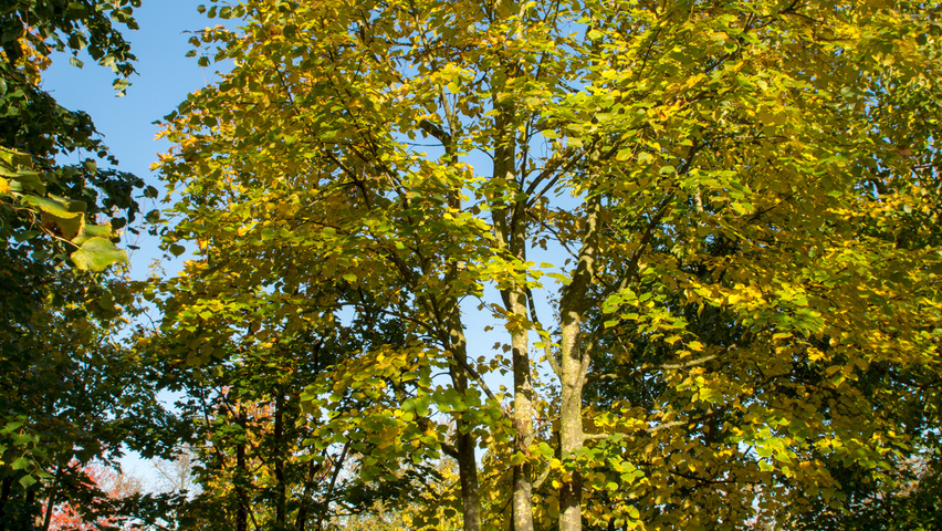 Tilia cordata mehrstämmige Schirmform