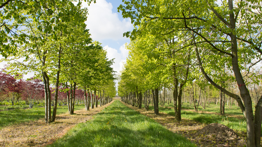 Tilia cordata mehrstämmige Schirmform