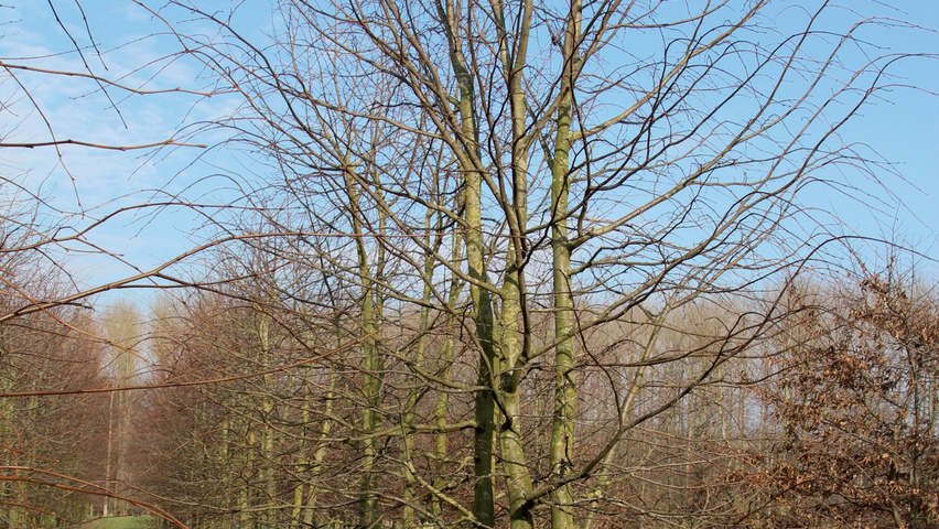 Tilia cordata mehrstämmige Schirmform
