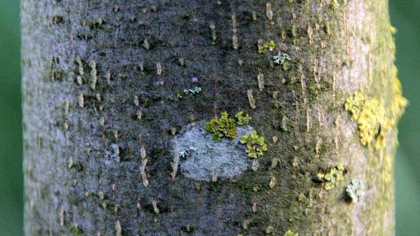 Tilia cordata 'Rancho' kora