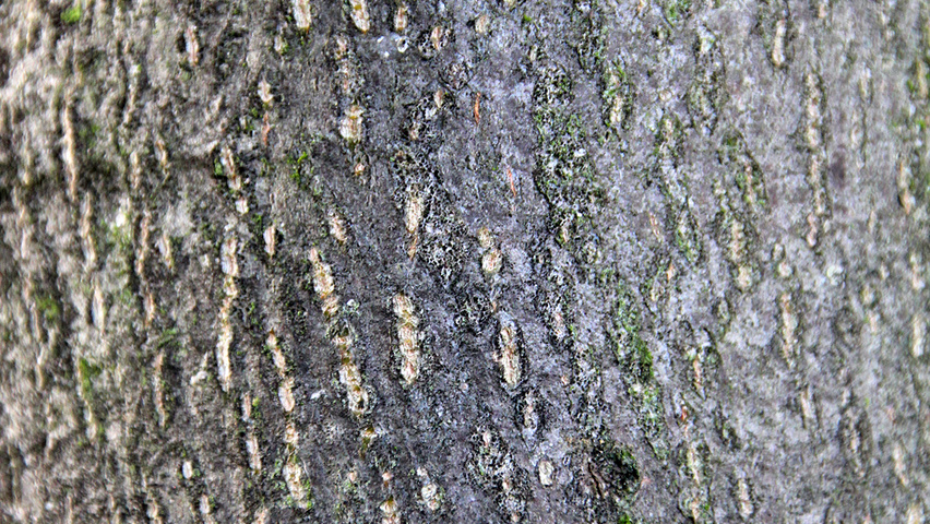 Tilia cordata 'Rancho' kora