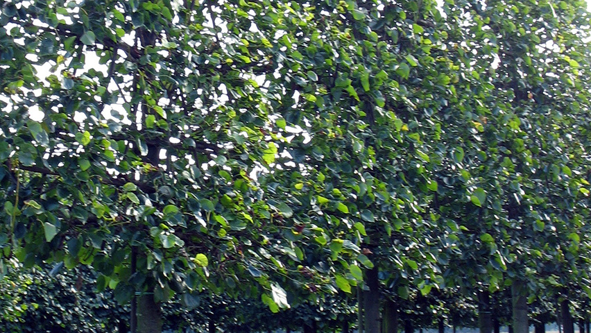 Tilia cordata 'Rancho' espalier