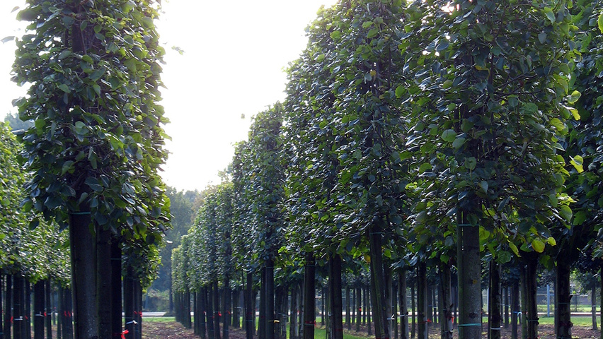 Tilia cordata 'Rancho' espalier