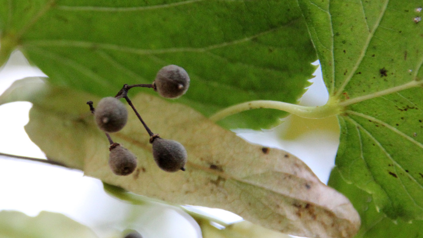 Tilia cordata 'Rancho' owoce