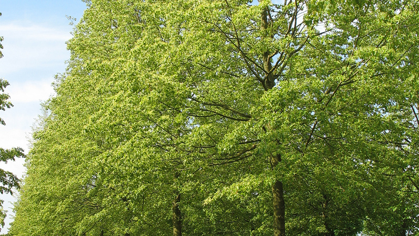 Tilia cordata 'Rancho' pienne