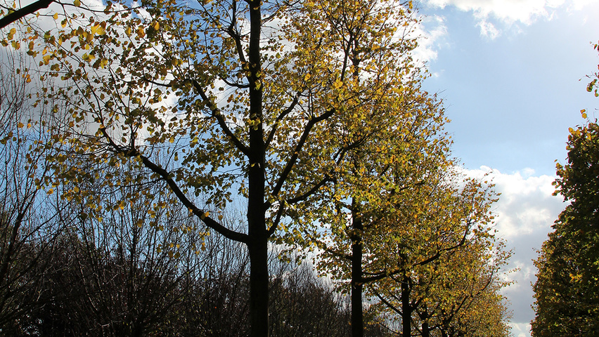 Tilia cordata 'Rancho' pienne