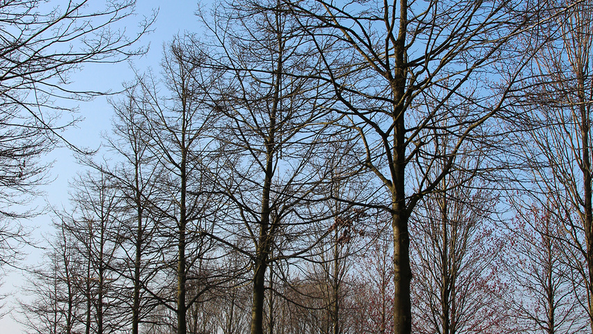 Tilia cordata 'Rancho' pienne