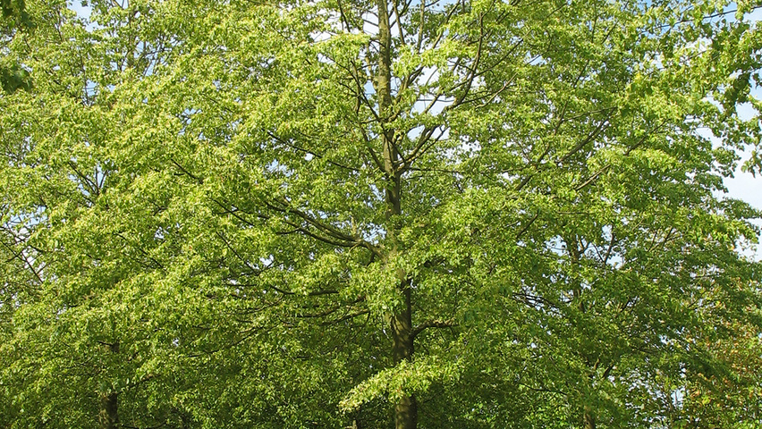 Tilia cordata 'Rancho' pienne