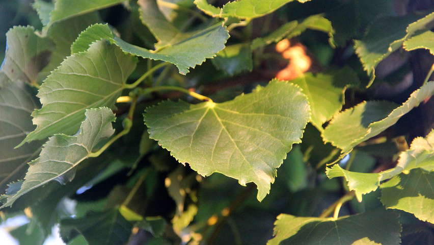 Tilia cordata 'Rancho' liście