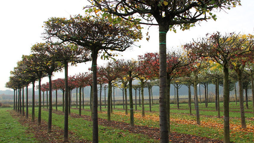 Tilia cordata 'Rancho' forma dachowa