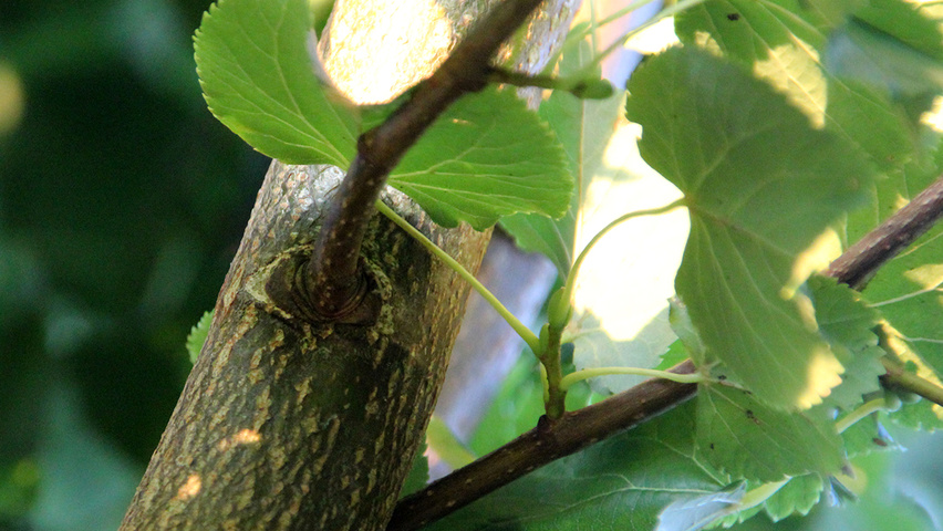 Tilia cordata 'Rancho' pędy