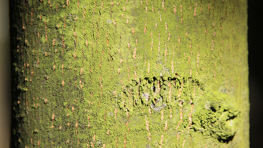 Tilia cordata 'Roelvo' bark