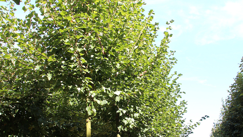 Tilia cordata 'Roelvo' standard tree
