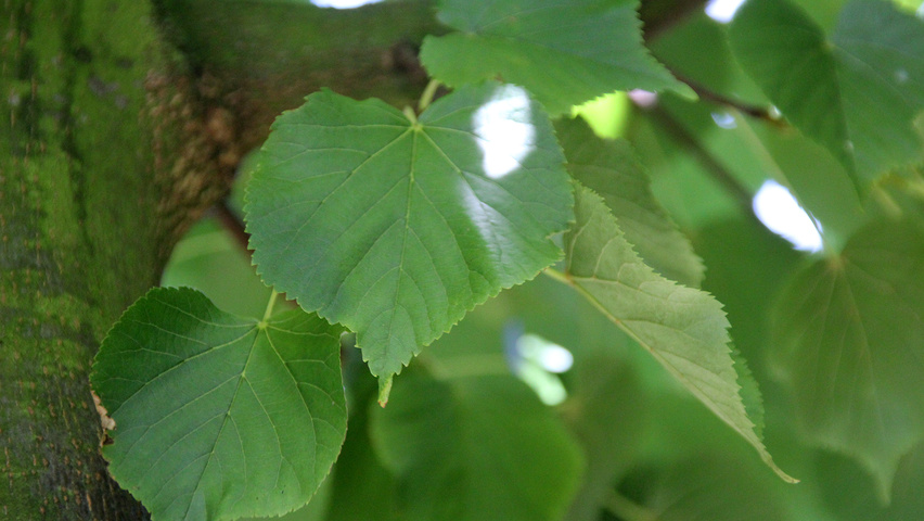Tilia cordata 'Roelvo' leaves