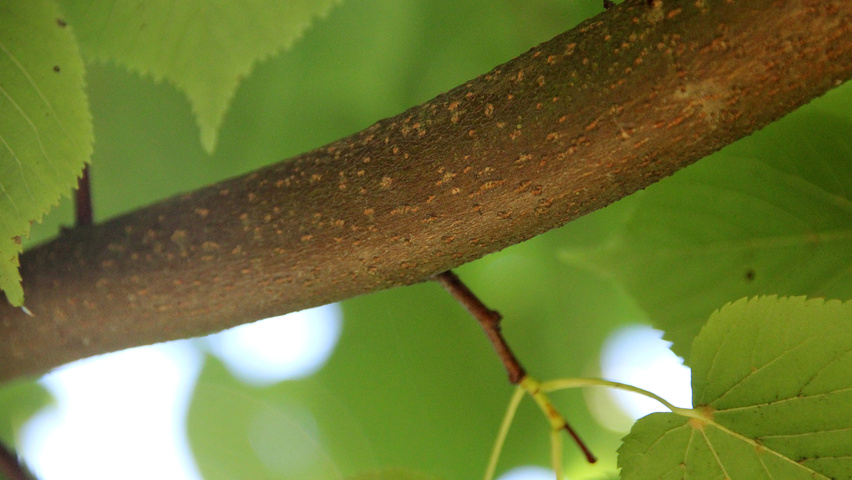 Tilia cordata 'Roelvo' twigs
