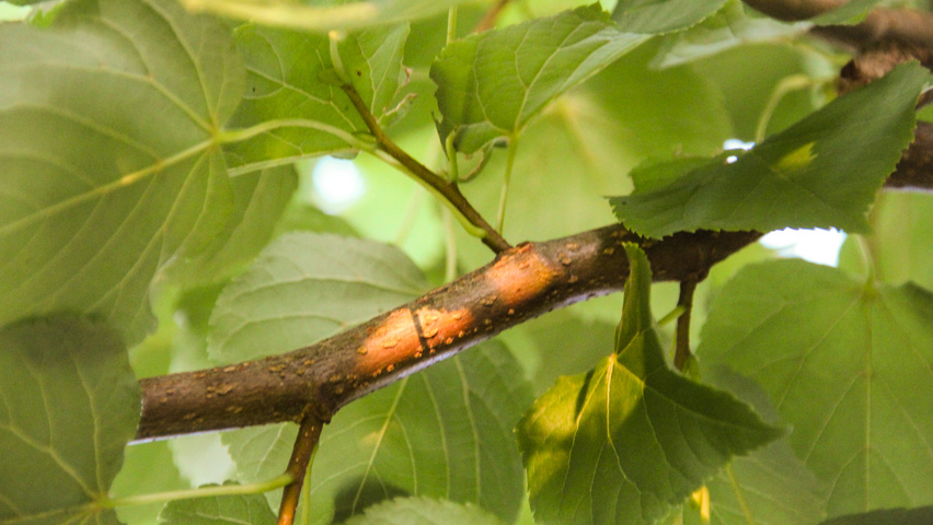 Tilia cordata Zweige