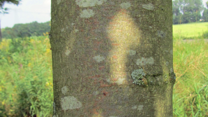 Tilia cordata 'Winter Orange' bast