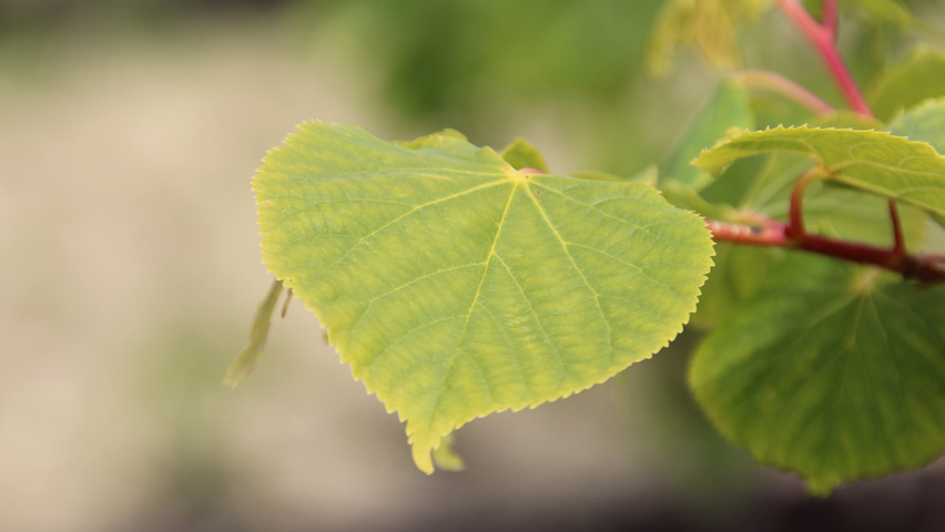Tilia cordata 'Winter Orange' blad