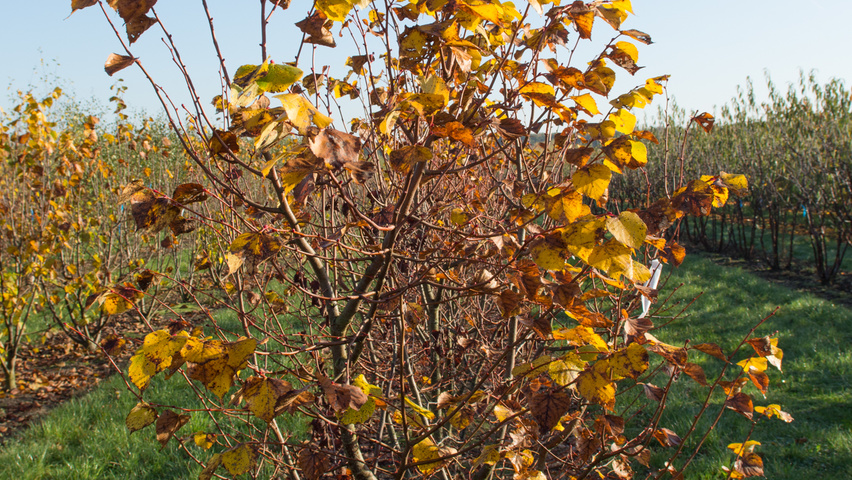 Tilia cordata 'Winter Orange' meerstammig