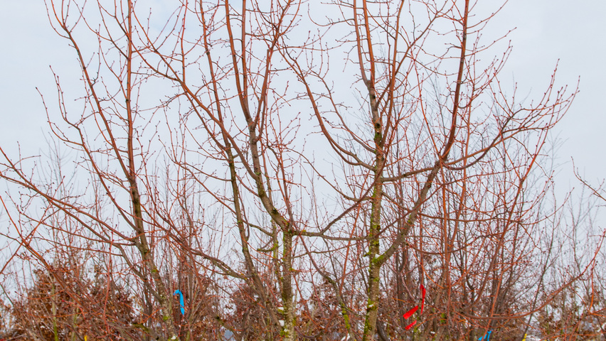 Tilia cordata 'Winter Orange' meerstammig