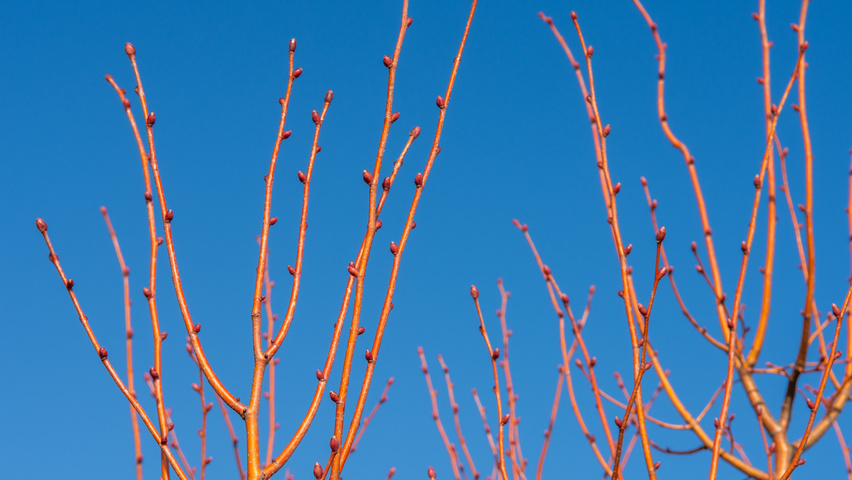 Tilia cordata 'Winter Orange' twijgen