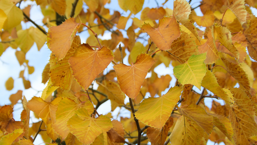 Tilia henryana feuilles automnale