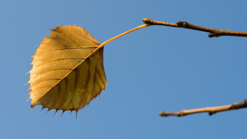 Tilia henryana feuilles automnale