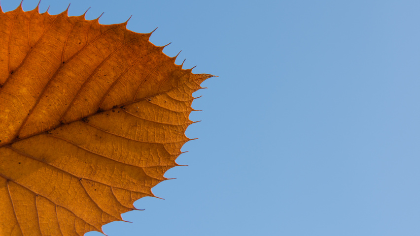 Tilia henryana feuilles automnale