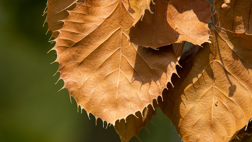 Tilia henryana feuilles automnale
