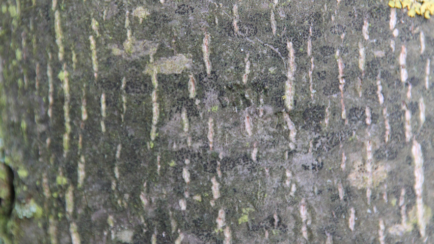 Tilia henryana tronc
