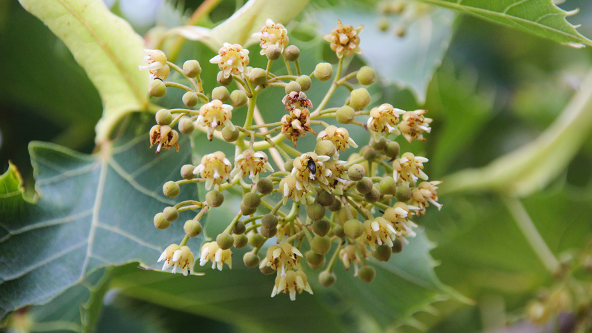 Tilia henryana fleurs