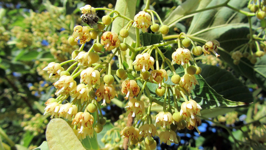 Tilia henryana fleurs
