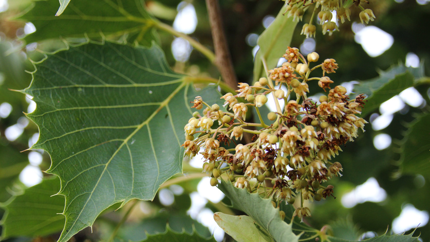 Tilia henryana fleurs