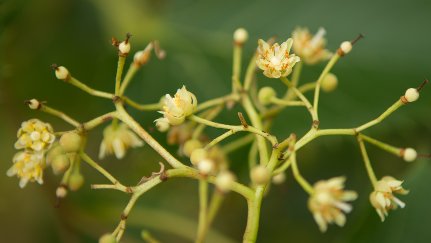 Tilia henryana fleurs