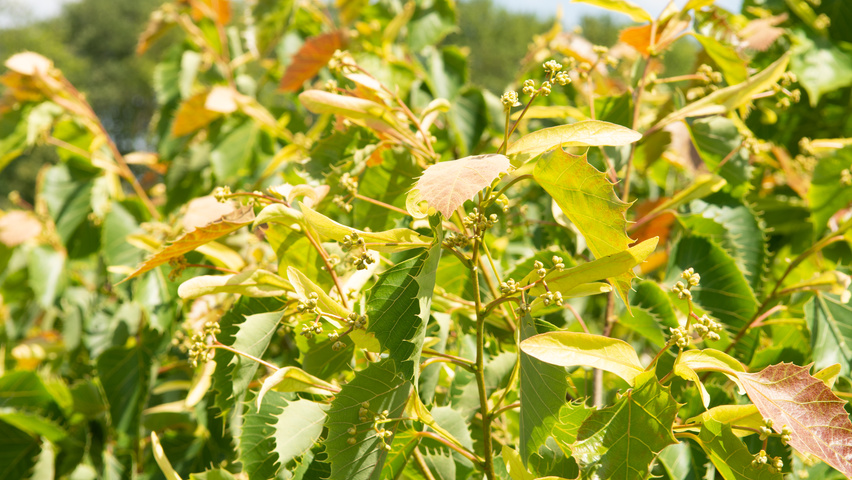 Tilia henryana fleurs