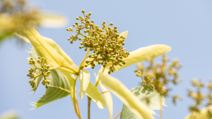 Tilia henryana fleurs