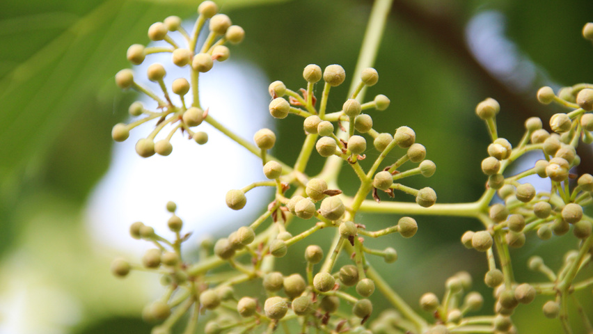 Tilia henryana fruits
